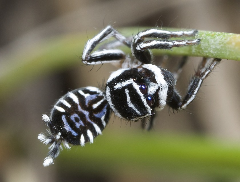 картинка паука