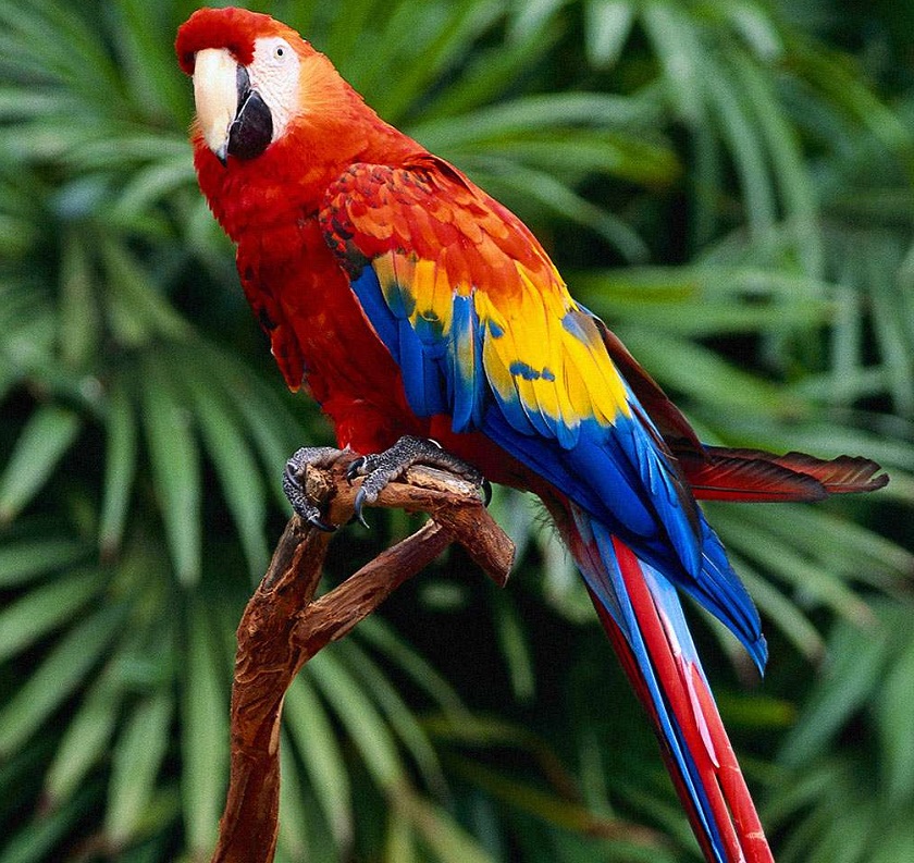 фото попугая ара