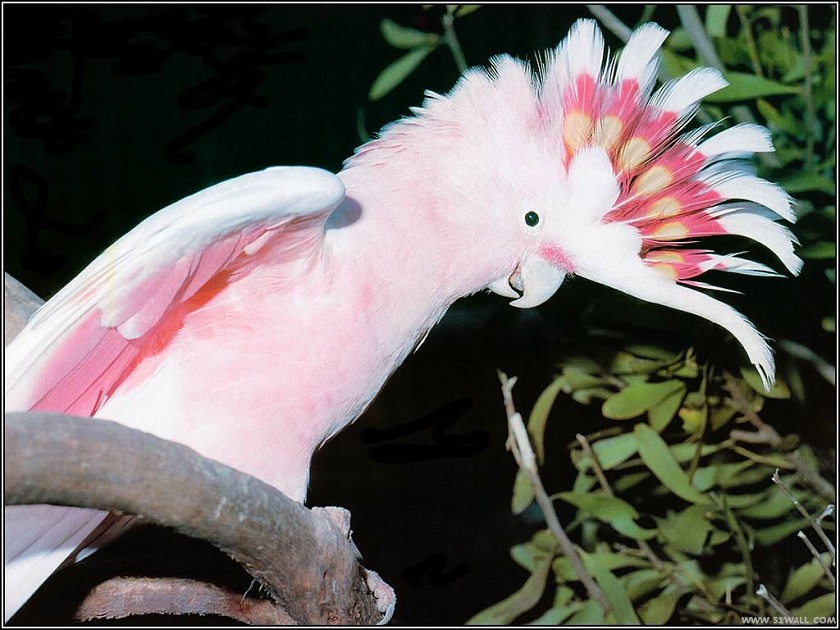 попугаи розовые фото