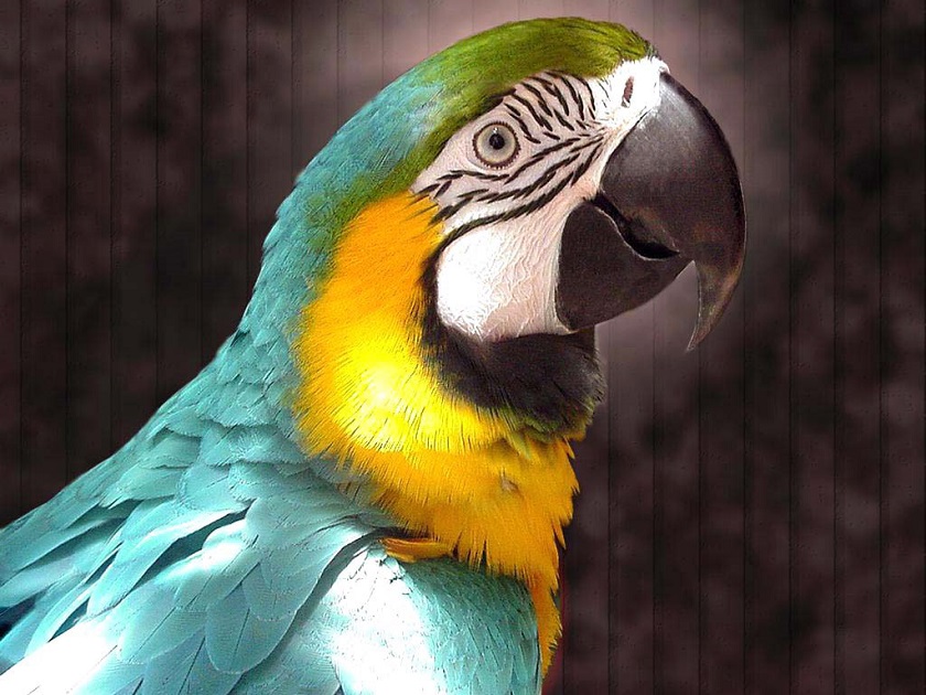 попугаи фото