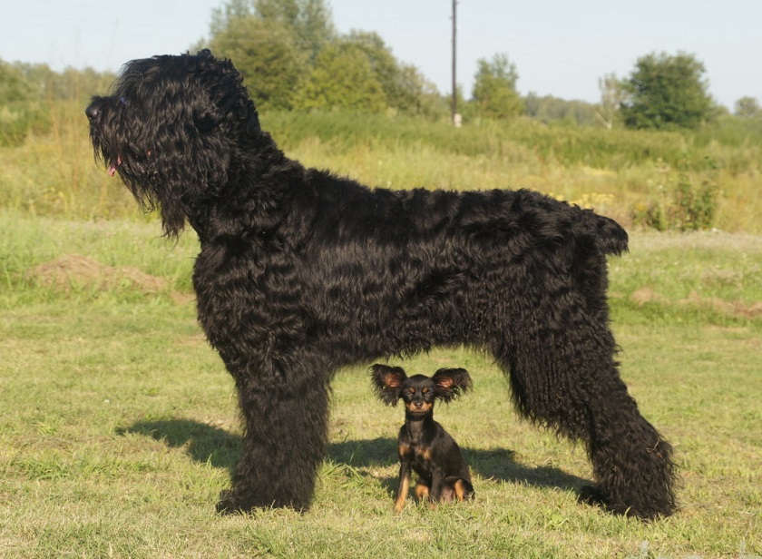 маленькие и большие собаки фотография