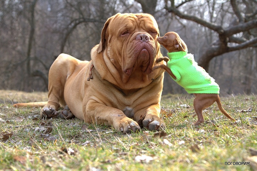 маленькая и большая собака фотография