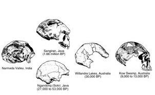 образцы ископаемых черепов