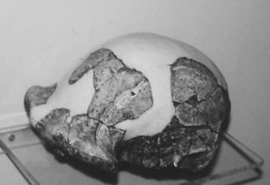 череп Homo erectus