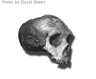 Неандертальский череп Гибралтар