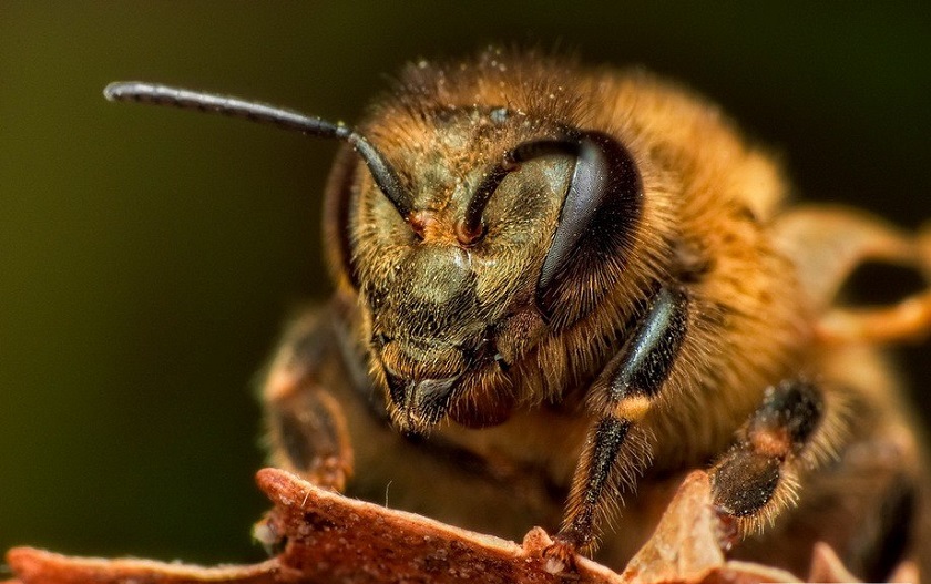 под микроскопом пчела