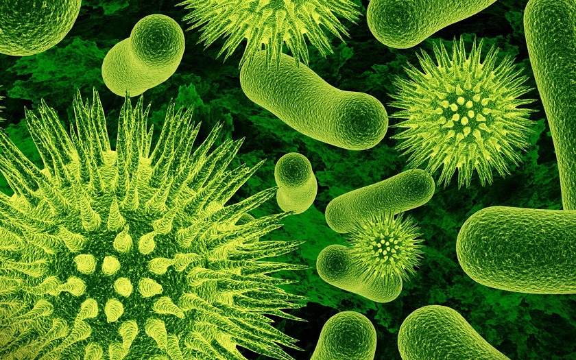 под микроскопом бактерия