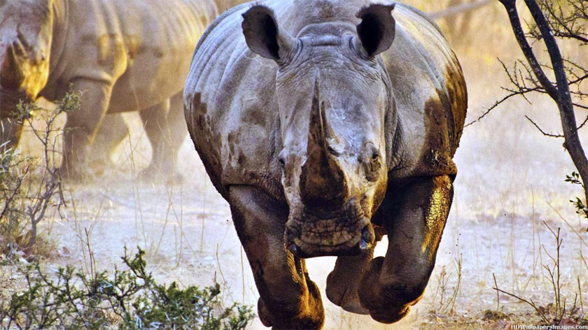 атакующий носорог