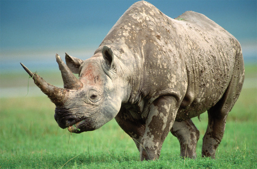 двурогий носорог