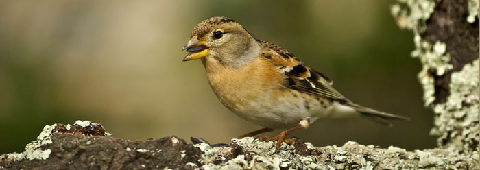 Исследования свидетельствуют о быстром изменении видов птиц