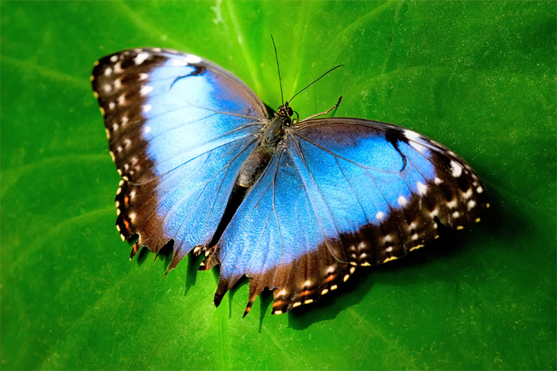 Прекрасные черные и синие бабочки 
