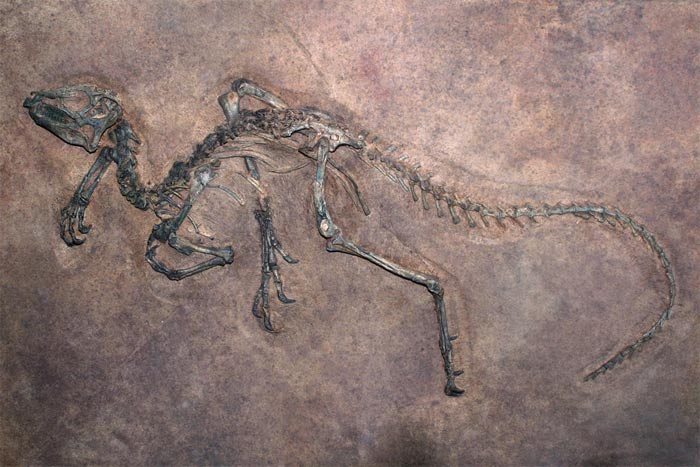 Неожиданная находка в кости динозавра: мягкая ткань