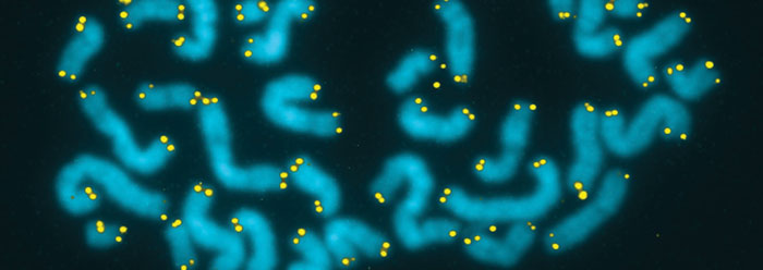 Результаты исследований теломер противоречат эволюционной модели слияния второй хромосомы