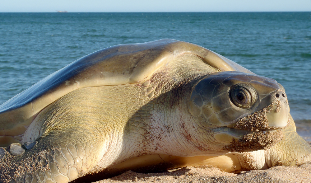 Фото австралийской морской черепахи Turtle Flatback 
