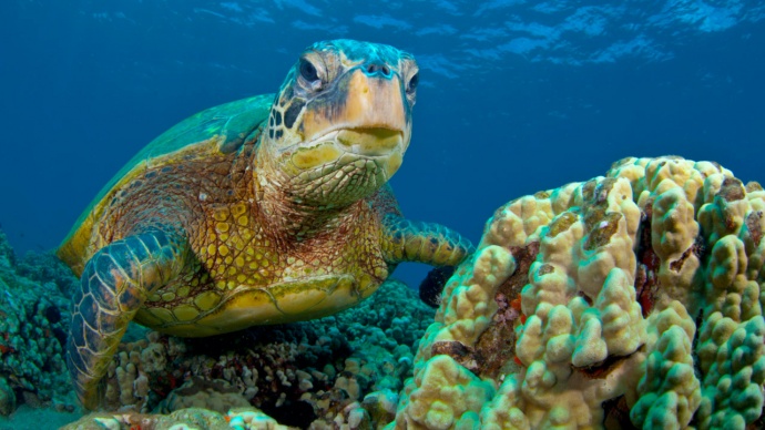 фото Морская зеленая черепаха фото