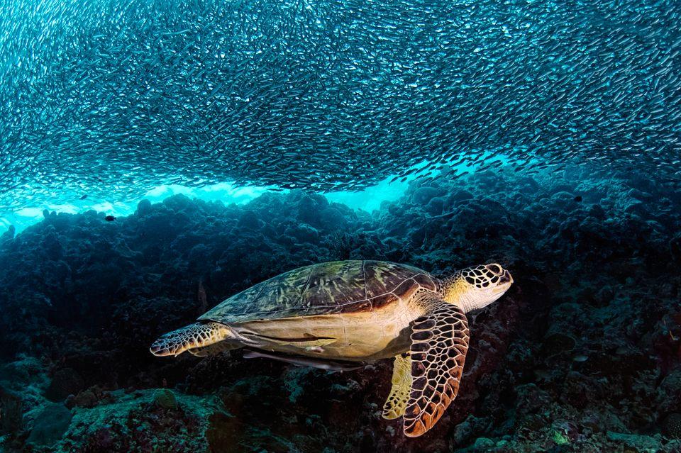 фото Морская черепаха БИССА