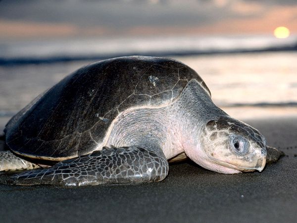морская черепаха атлантическая ридлея фото