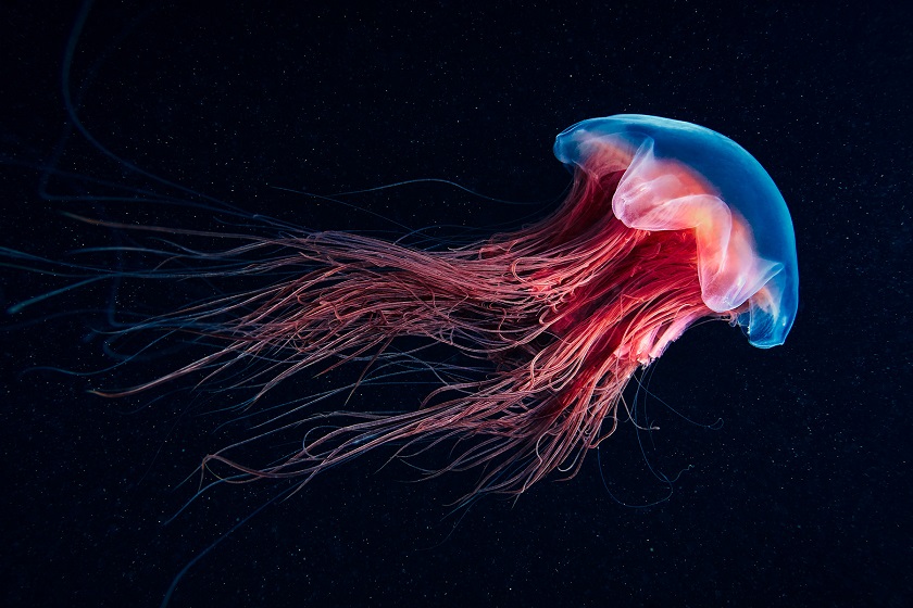 фото светящаяся медуза