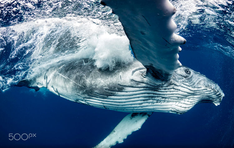 Эхолокация у кита - уже была